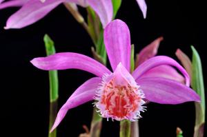 Pleione Versailles