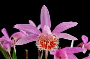 Pleione Soufriere
