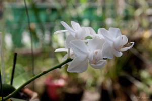 Phalaenopsis Sogo Venis