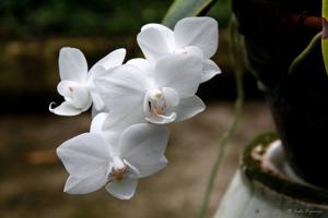 Phalaenopsis Sogo Venis