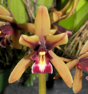 Cymbidium Dark River