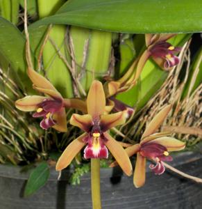 Cymbidium Dark River