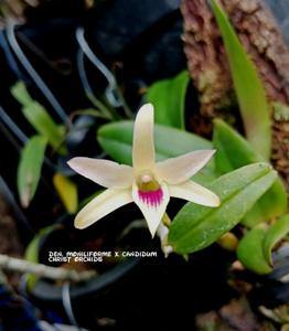 Dendrobium Hanlin Betia