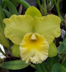 Rhyncholaeliocattleya Sung Ya Green