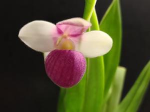 Paphiopedilum Pink Panther
