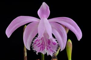 Pleione barbarae