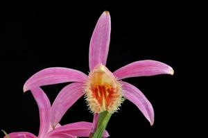 Pleione Rakata