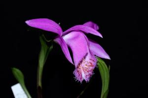 Pleione Tongariro