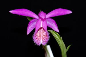 Pleione Tongariro