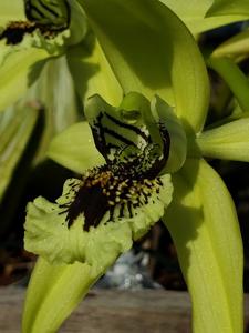 Coelogyne Burfordiense