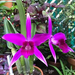 Cattleya Rubin