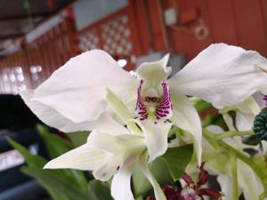 Dendrobium Royal Wings