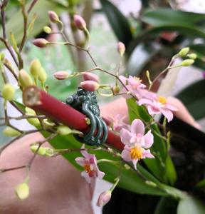 Oncidium Tsiku Marguerite