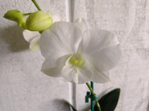 Dendrobium Burana White