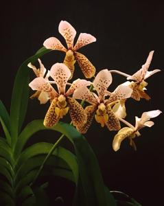 Vanda Tatzeri