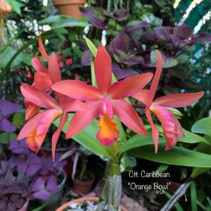 Cattlianthe Caribbean