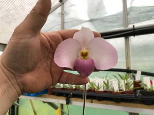 Paphiopedilum Ho Chi Minh