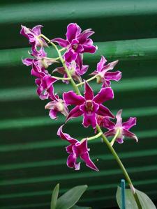 Dendrobium Pua'ala