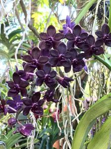 Vandachostylis Colmarie