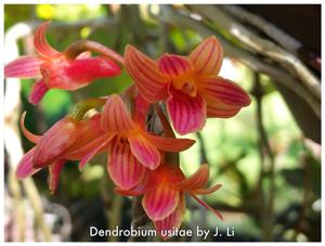 Dendrobium usitae