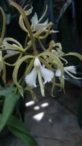 Rhynchodendrum Cabalgata en Verde