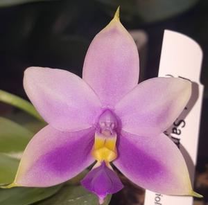 Phalaenopsis Samera