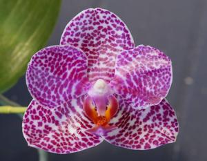 Phalaenopsis LD Gigan Sun