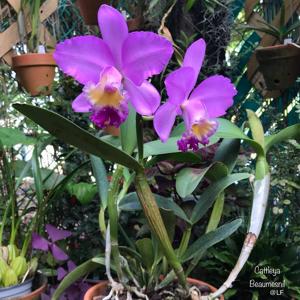 Cattleya Beaumesnil