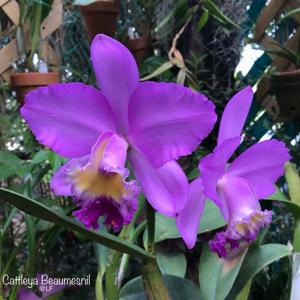 Cattleya Beaumesnil