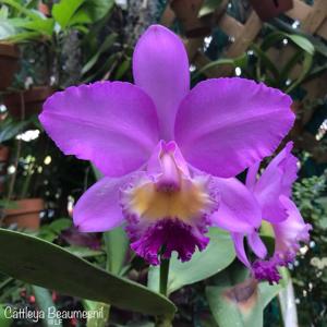 Cattleya Beaumesnil