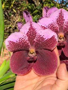 Vanda Lenavat