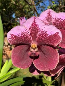 Vanda Lenavat