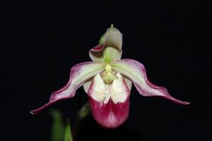 Phragmipedium Lemoinierianum