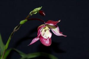 Phragmipedium Lemoinierianum