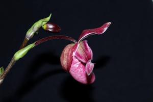 Phragmipedium Lemoinierianum