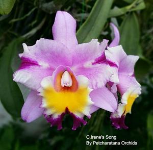 Cattleya Irene's Song