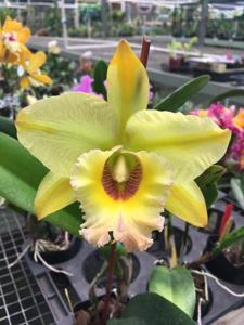 Rhyncholaeliocattleya Majestic Light