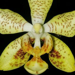 Phalaenopsis Harto Kolopaking