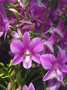 Dendrobium Mother Teresa