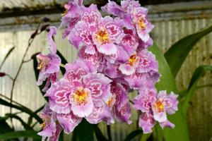 Oncidium Florence Stirling