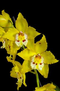 Oncidium Stonehurst Yellow