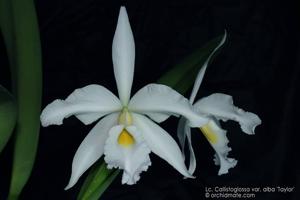 Cattleya Callistoglossa