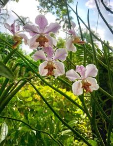 Papilionanda Emma van Deventer