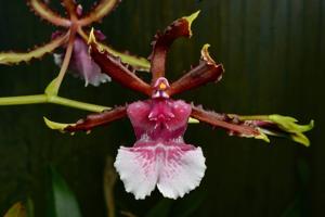 Oncidium Debutante