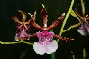 Oncidium Debutante