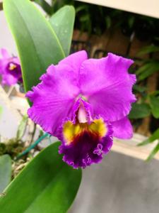 Cattleya Susan Holguin