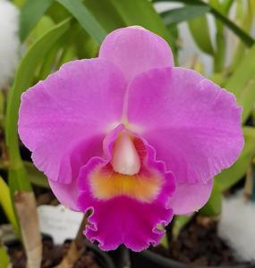 Cattleya Rosella Bells