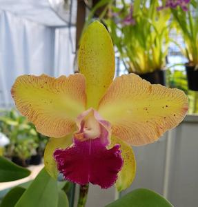 Rhyncholaeliocattleya Patricia Joyce-Caudebec