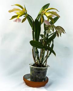 Rhyncholaeliocattleya Pluto