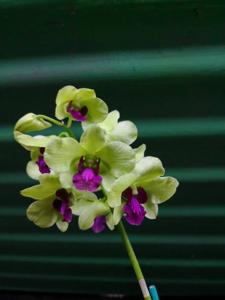 Dendrobium Burana Greenstar